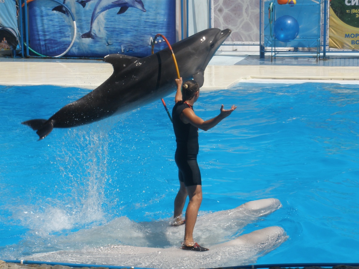 1Dolphin Show in Sharm El Sheikh