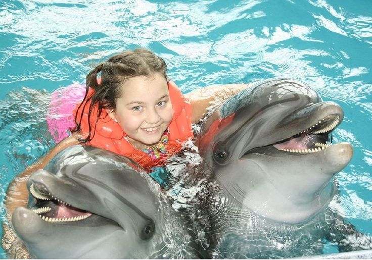 1Swimming with Dolphin in Sharm el Sheikh