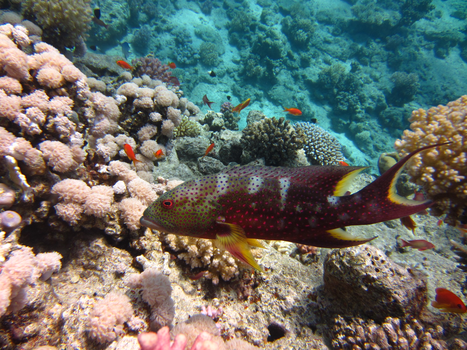 2Boat Trip To Tiran Island