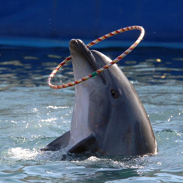 2Dolphin Show in Sharm El Sheikh