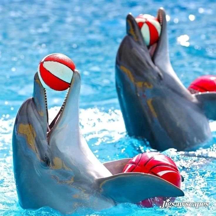3Dolphin Show in Sharm El Sheikh