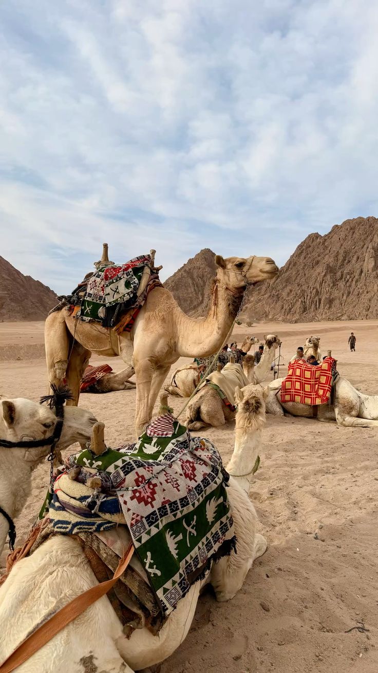 2MEGA TOUR SAFARI & WATER SPORT IN SHARM EL SHEIKH