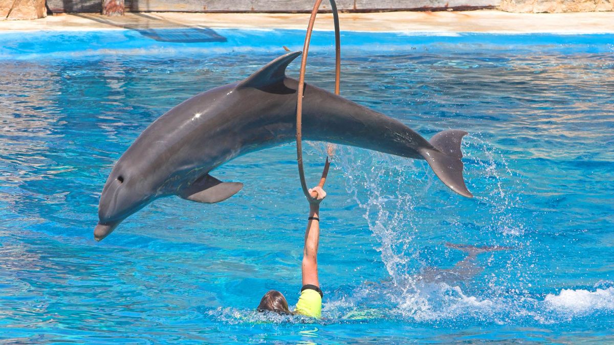 4Dolphin Show in Sharm El Sheikh