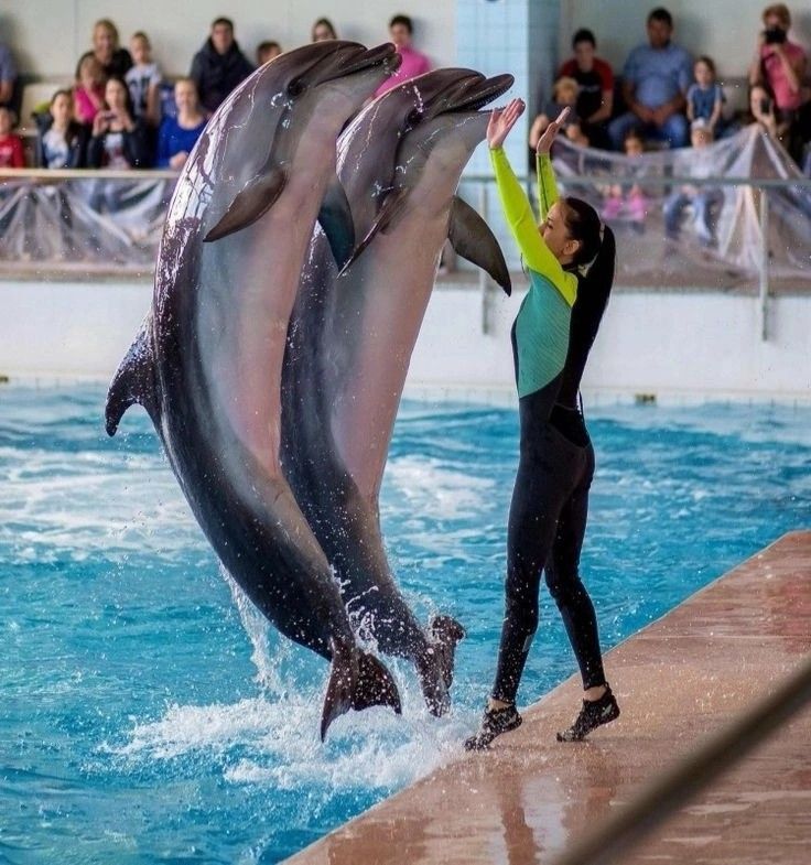 4Swimming with Dolphin in Sharm el Sheikh