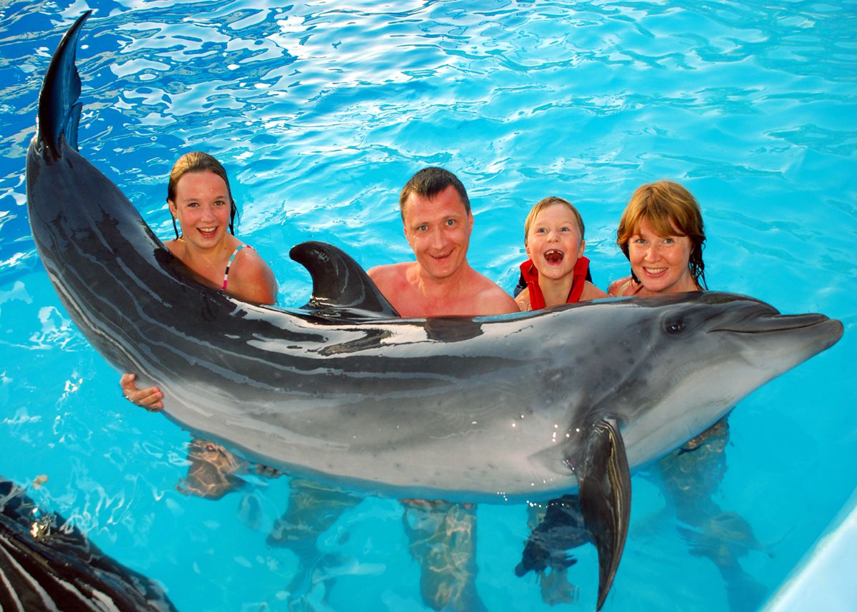 9Swimming with Dolphin in Sharm el Sheikh